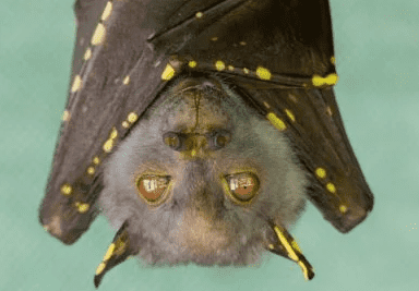 17 Incredible Facts About Bats