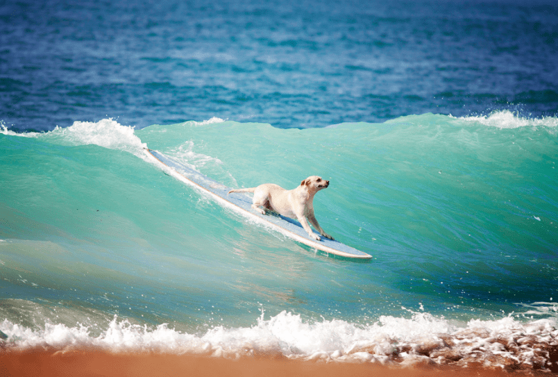 Dog surfing