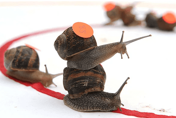 Snail Racing